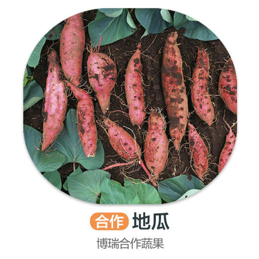 地瓜（严选）（±50g/份） 商品图0