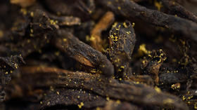 15. 为你揭开六堡茶金花神秘的面纱