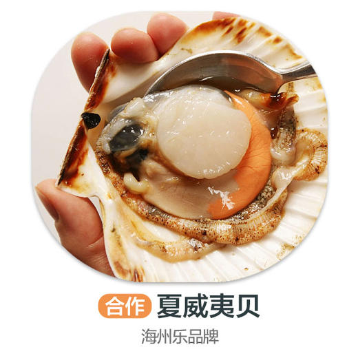 海州乐-夏威夷贝 商品图0