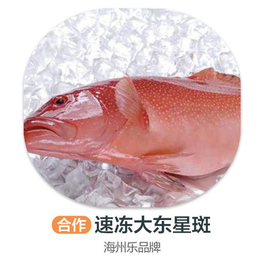 海州乐-速冻大东星斑 商品图0