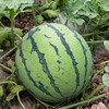 云南麒麟瓜(西瓜) 商品缩略图2