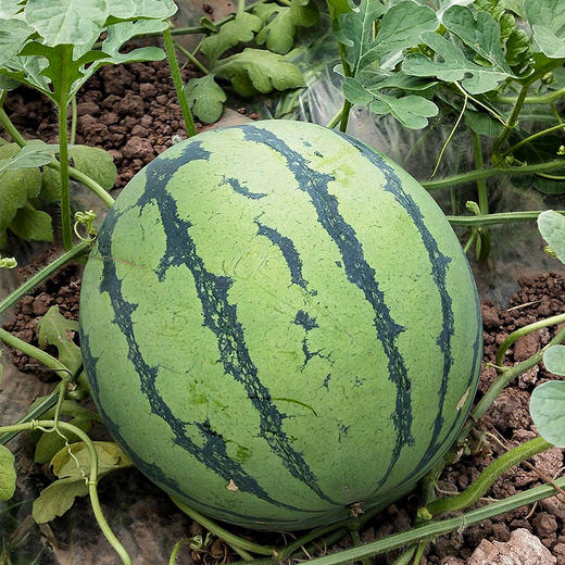 云南麒麟瓜(西瓜) 商品图2