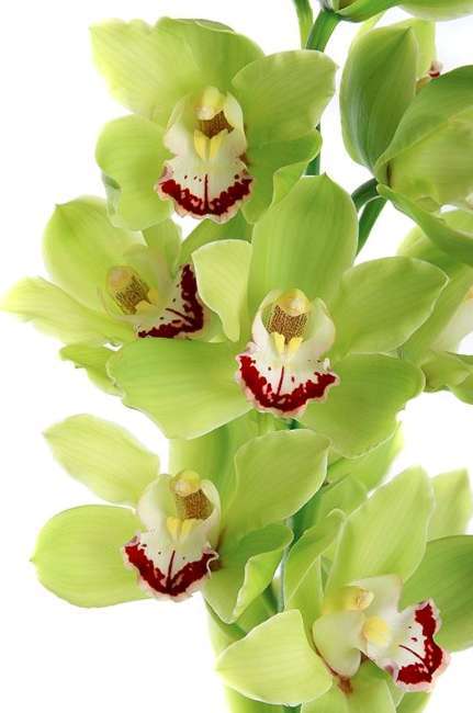 新西兰进口大花蕙兰绿色约1013朵支