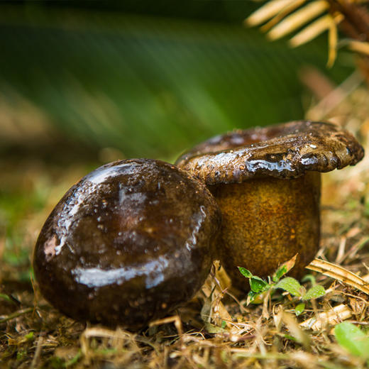 【新鲜有机  人工黑牛肝菌】  顺丰包邮   500g/1000g任选 商品图2