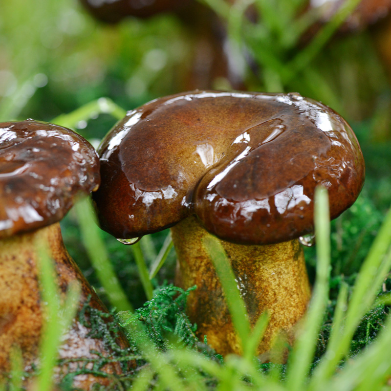 【新鲜有机  人工黑牛肝菌】  顺丰包邮   500g/1000g任选