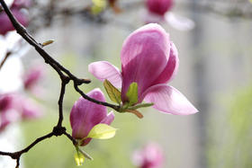 厨房里的植物学