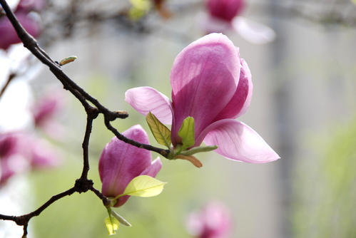 厨房里的植物学 商品图0
