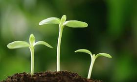 第八节课：植物的繁殖