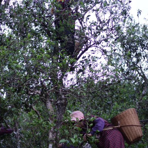 冰岛黄金叶 冰岛村地界寨三百年以上古树手工分拣上等原料 250g 商品图5