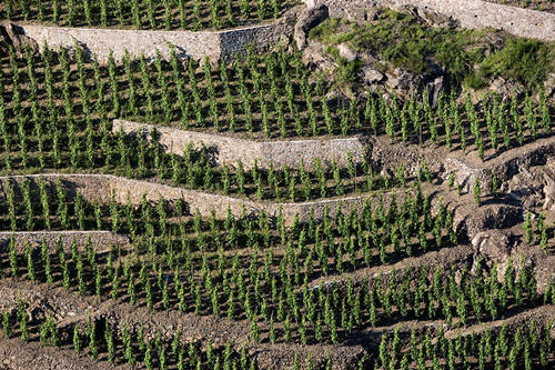 万物生长靠太阳——谈谈葡萄与阳光 商品图0