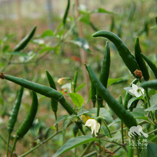 生态小米椒 | 绿家自产*Ecological millet pepper | Self-production 商品图2