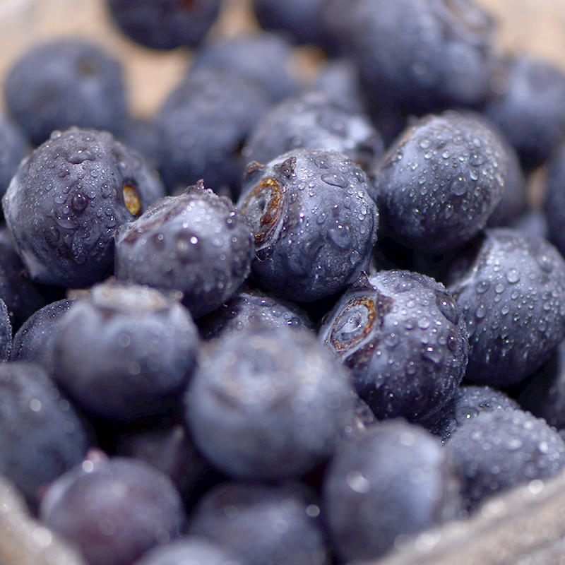 正宗庄河蓝丰蓝莓,同事自家大棚,精选优质大果,绝对自然成熟,更易储存