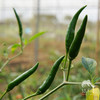 生态小米椒 | 绿家自产*Ecological millet pepper | Self-production 商品缩略图1