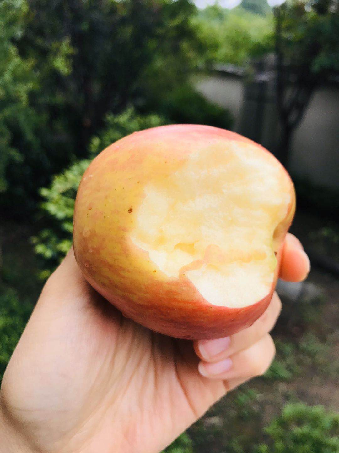 智利神仙果(阿布罗西亚苹果),口感脆甜,果肉紧实 香甜脆爽,果香浓郁