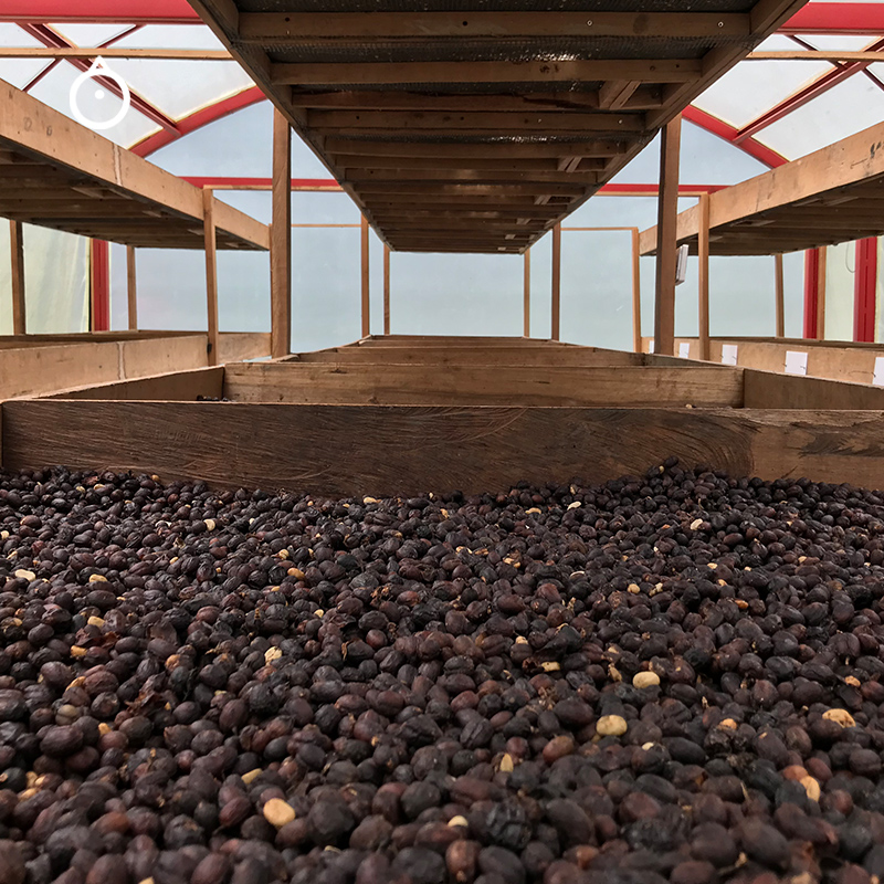 泉州 大响咖啡|哥伦比亚 珍珠庄园 红铁皮卡咖啡豆 厌氧发酵日晒 150g