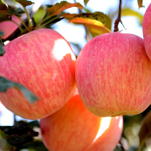 【会员专属】白水有机苹果鲜果采摘 5斤装