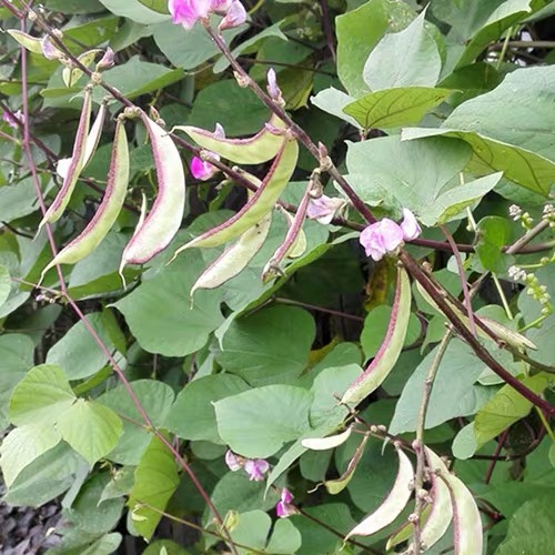 红扁豆 6元每斤