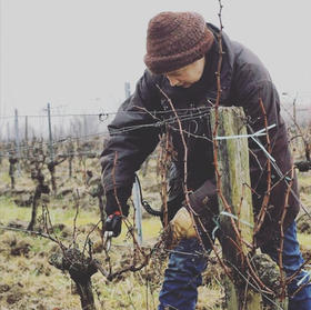 葡萄园里的一年四季（下）