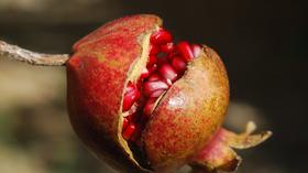 第九节课：植物度夏