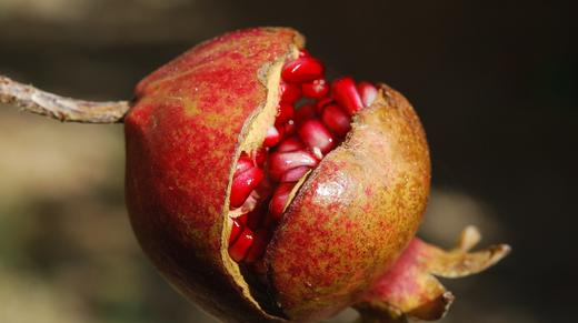 第九节课：植物度夏 商品图0