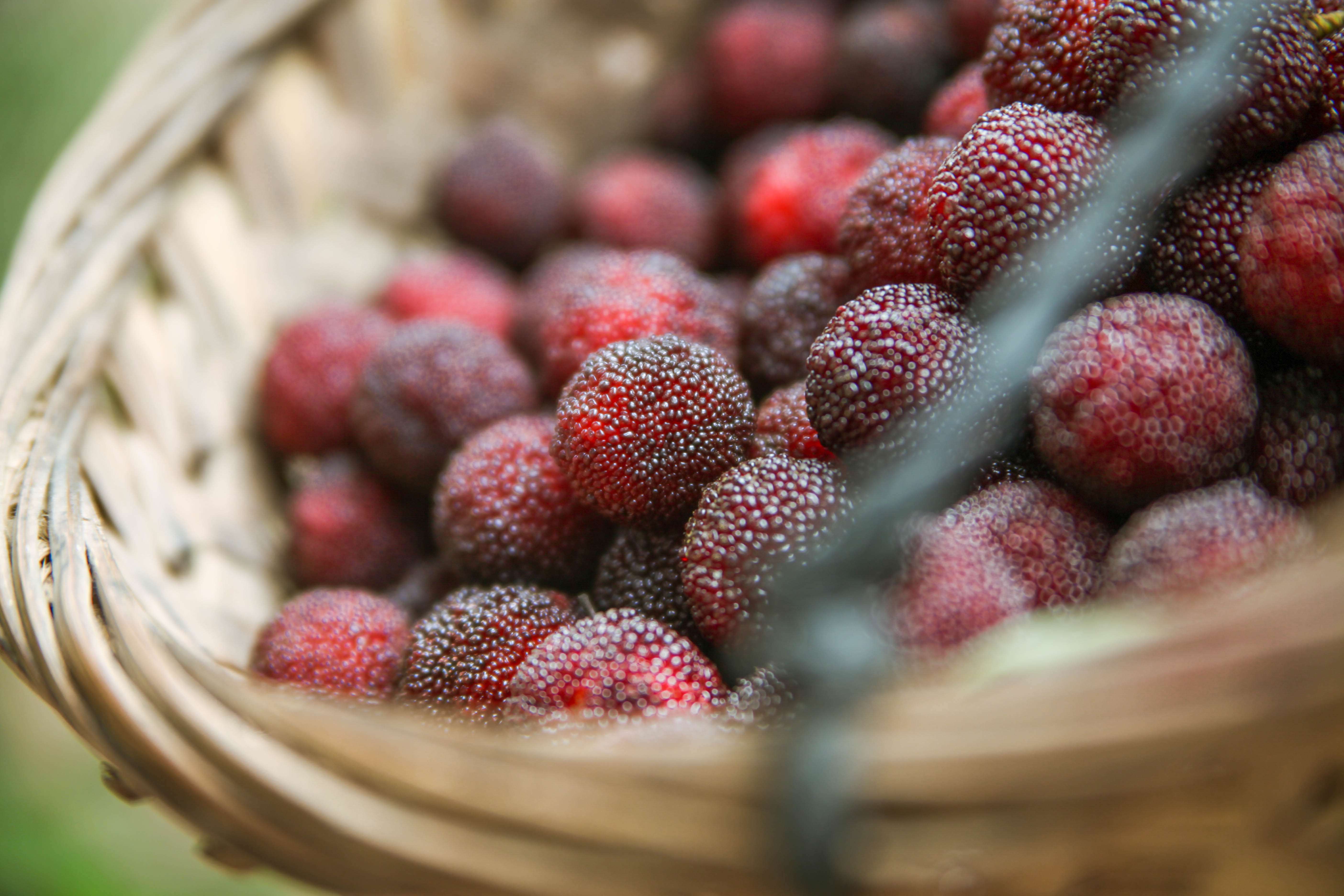 【享优惠杨梅季】正宗龙海浮宫杨梅45.9元/5斤!