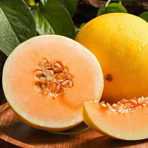 黄金蜜瓜-9.5~10斤