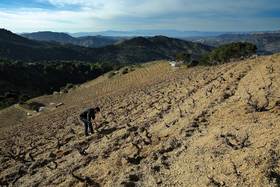 葡萄种植密度的奥秘