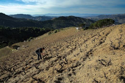 葡萄种植密度的奥秘 商品图0