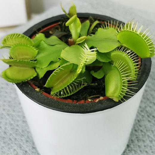 捕蝇草盆栽捕虫草扑蝇草室内吃人花食虫植物