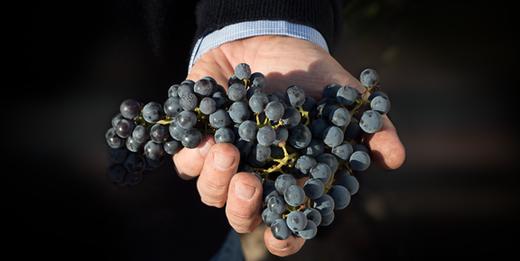 葡萄采收：机器还是手工？ 商品图0