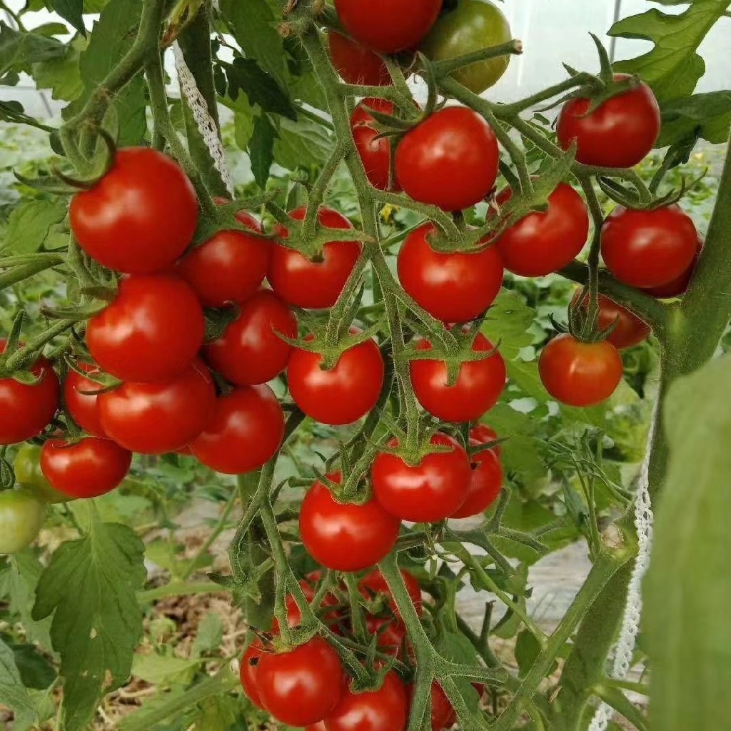 青蓝公社（老店）