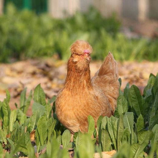 【产地直发包邮】北京油鸡 400天老母鸡 绿嘟嘟农场 商品图2