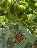 【预售】精品香妃葡萄(5月中旬熟) 商品缩略图3