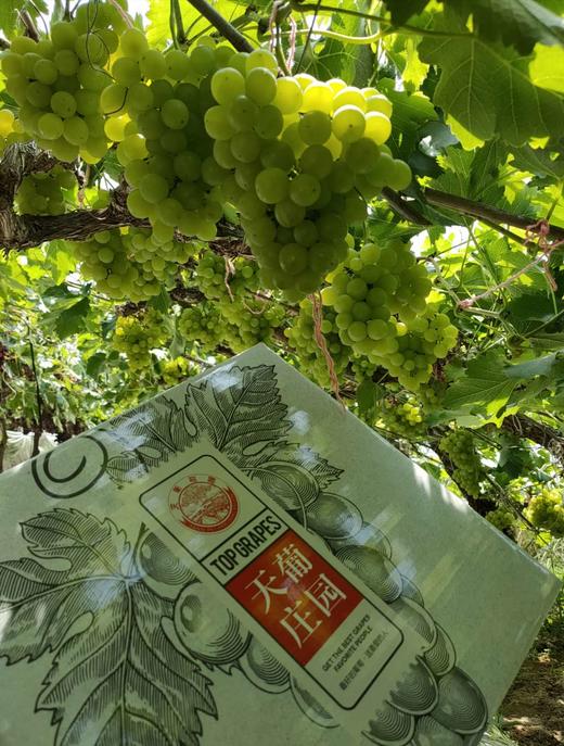 【预售】精品香妃葡萄(5月中旬熟) 商品图3