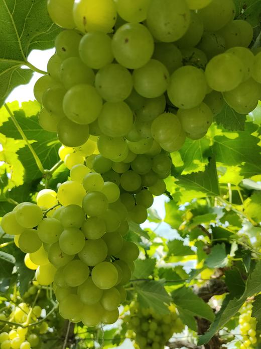 【预售】精品香妃葡萄(5月中旬熟) 商品图2