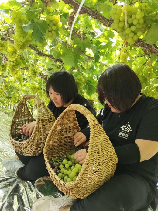 【预售】精品香妃葡萄(5月中旬熟) 商品图4