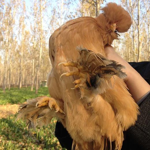 【产地直发包邮】北京油鸡 400天老母鸡 绿嘟嘟农场 商品图3