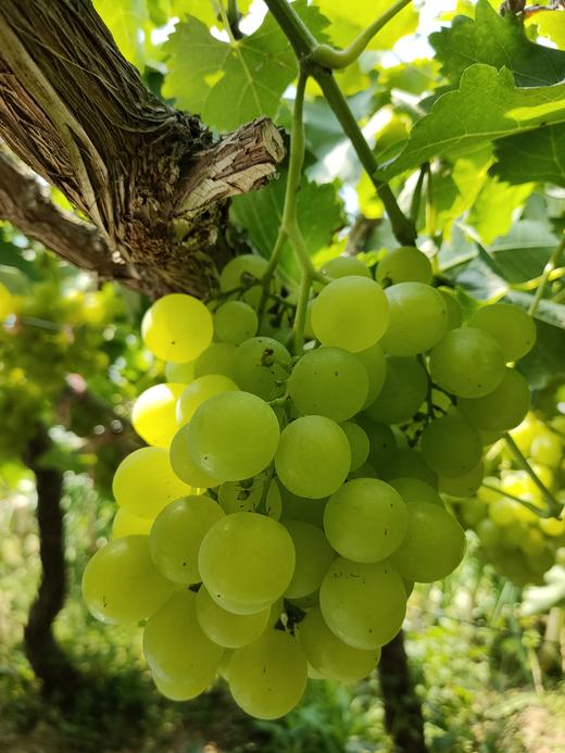 【预售】精品香妃葡萄(5月中旬熟) 商品图1