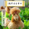 【产地直发包邮】北京油鸡 400天老母鸡 绿嘟嘟农场 商品缩略图0