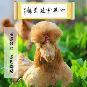 【产地直发包邮】北京油鸡 小母鸡 绿嘟嘟农场