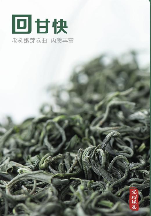 大道至简 • 老树绿茶125克（50包*2.5克） 商品图1
