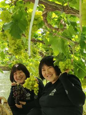 【预售】精品香妃葡萄(5月中旬熟)