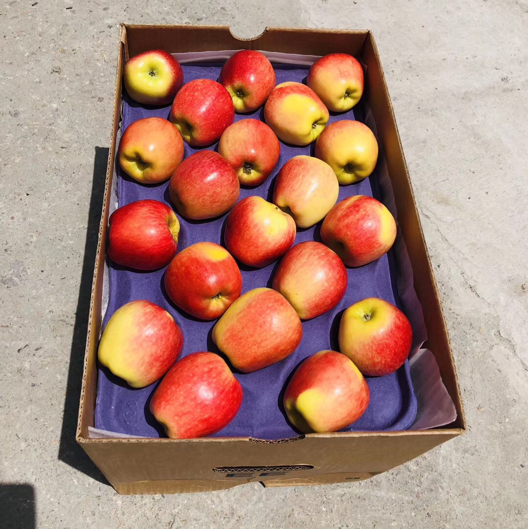 智利安波西亚苹果～神仙果今年的口感很赞,苹果味道十足,甜而多汁