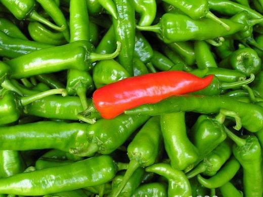 富硒辣椒 比美"樟树港 " 迷你版小辣椒 微辣