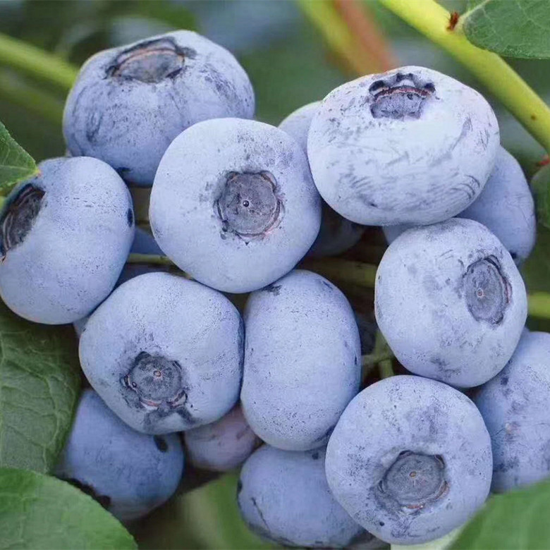 9元】2020第九届蓝莓采摘节,1大1小享入园采摘敞开吃 滑草欢乐体验!