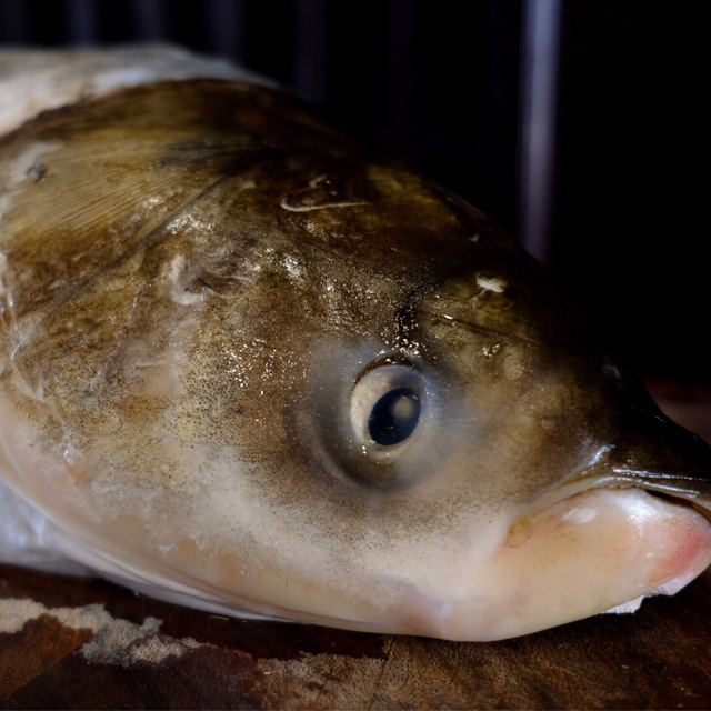 速冻鳙鱼头(送酸菜一包)
