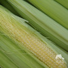 生态玉米笋 | 绿家自产*Ecological baby corn | Self-production 商品缩略图1