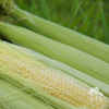 生态玉米笋 | 绿家自产*Ecological baby corn | Self-production 商品缩略图2