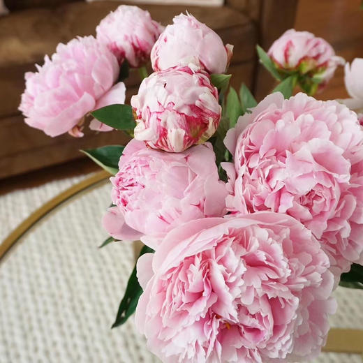 【每周团购】进口大芍药(莎拉)