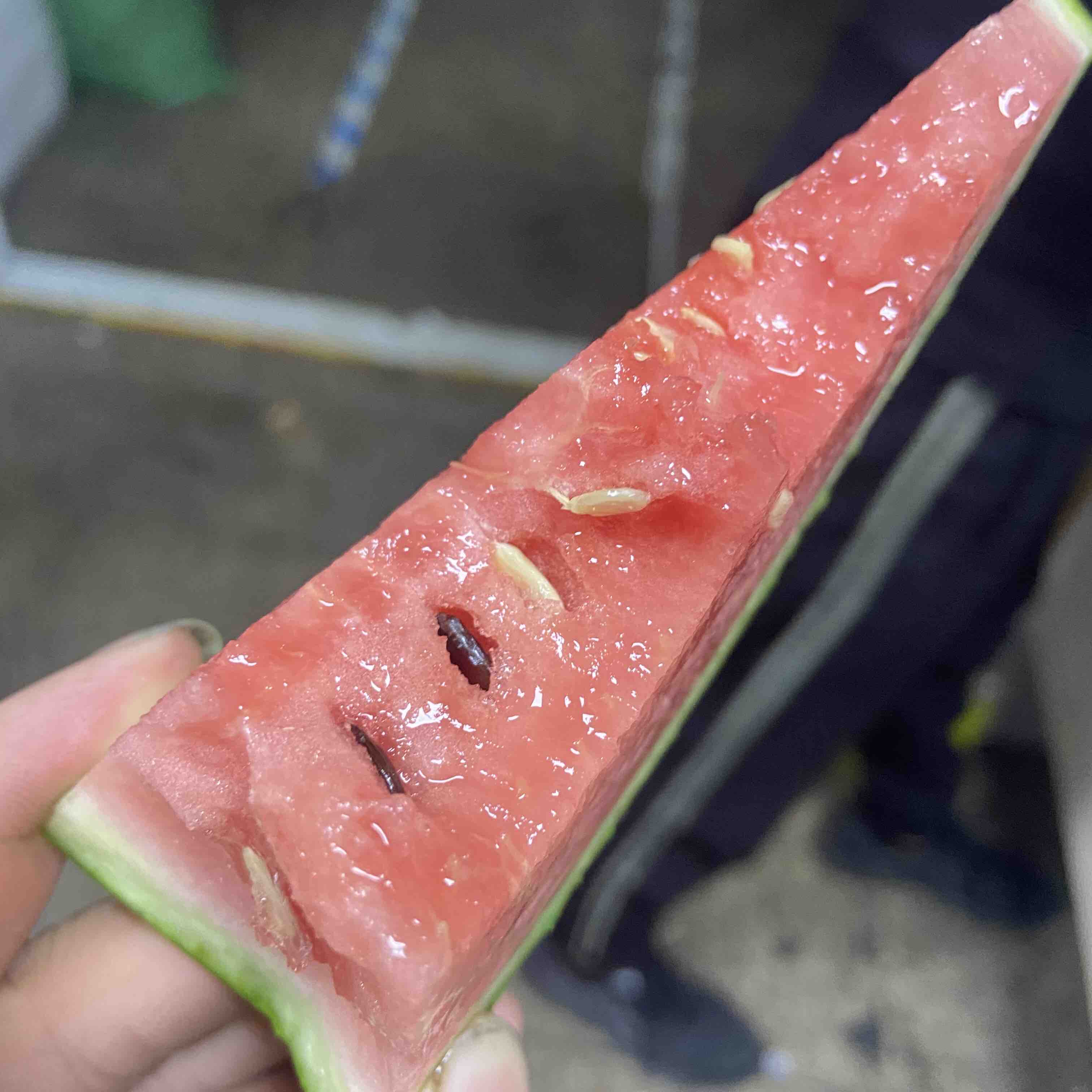 【猫粉推荐】只发同城 基地直采 上海8424麒麟瓜 脆,甜,多汁,皮薄,黑